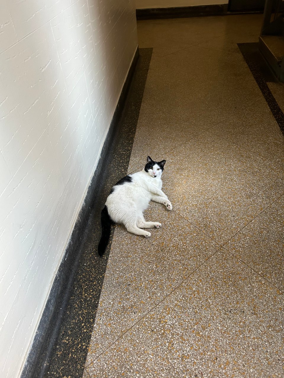 A chubby black and white cat blithely lounges in the hallway where he is forbidden to go, too stupid to actually try to run up or down or down the stairs to experience the outdoors or at least a different floor of the apartment building.