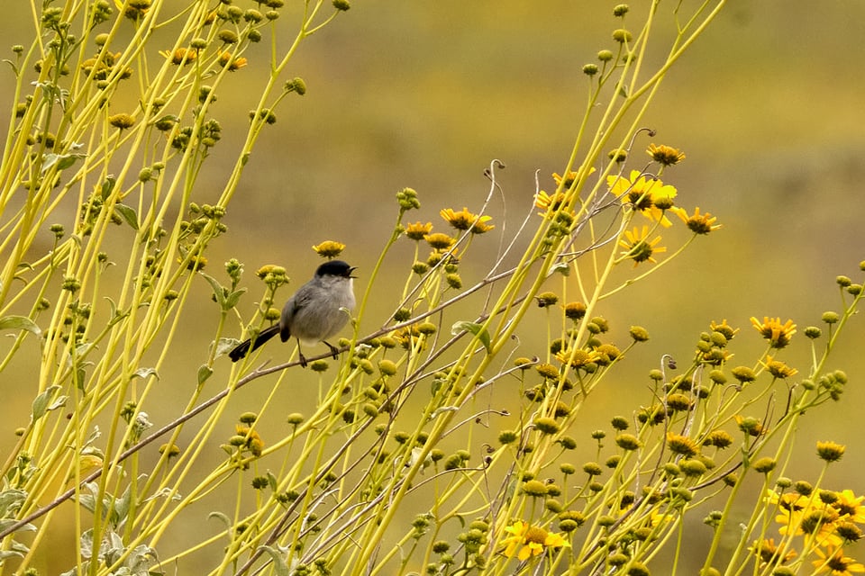Small bird sings among yellow flowers