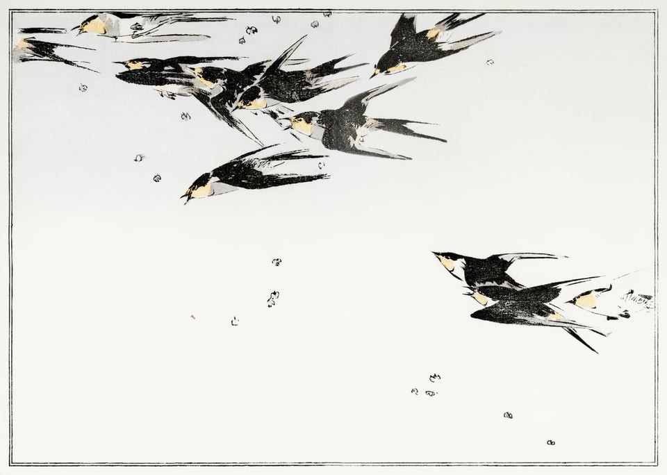 Illustration of a group of ten magpies racing each other, pollen falling around them, flying from bottom right of frame to top left. They're really going!