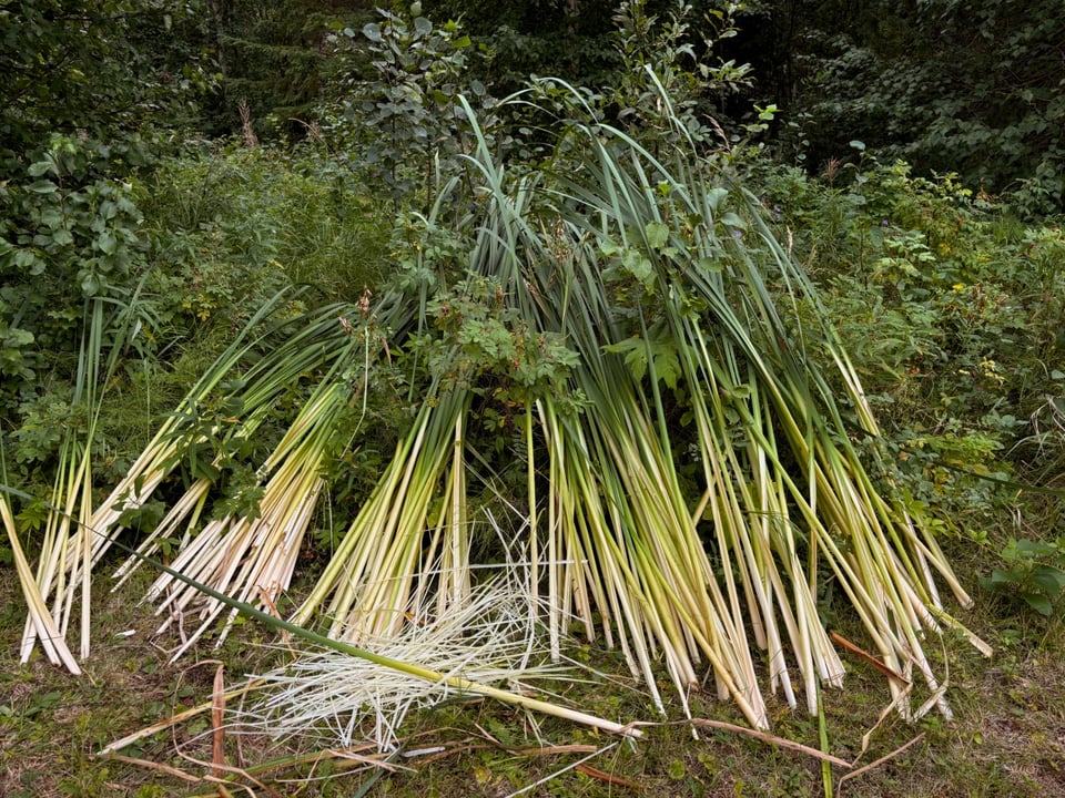 Harvested cattails leaning against bushes, in bunches