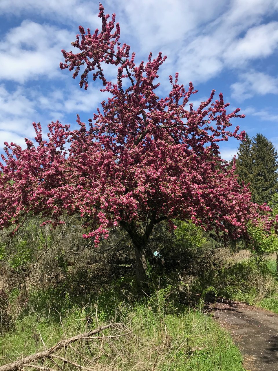 A small tree with pink flowers, seen on a sunny day. The sky is blue, with some wispy white clouds.