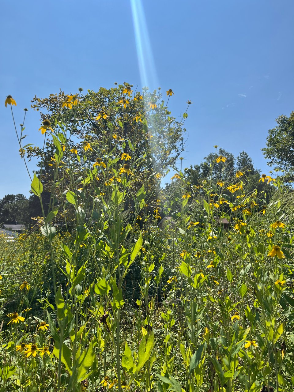 sunlight shooting into a view of tall yellow flowers in a green leafy foreground against blue sky