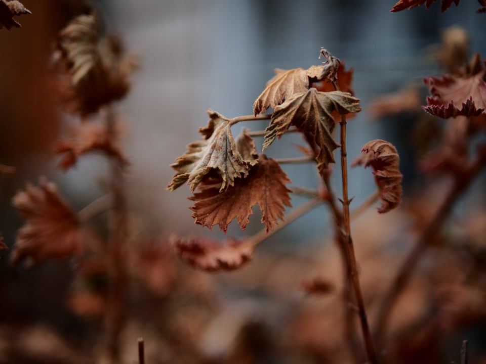 Focused image of singular dead plant, with out of focus brethren in the background.