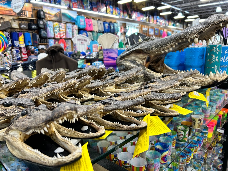 shelf in a beachfront souvenir store, laden with taxidermied alligator heads for sale
