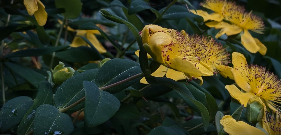 Flowers in the garden in the rain
