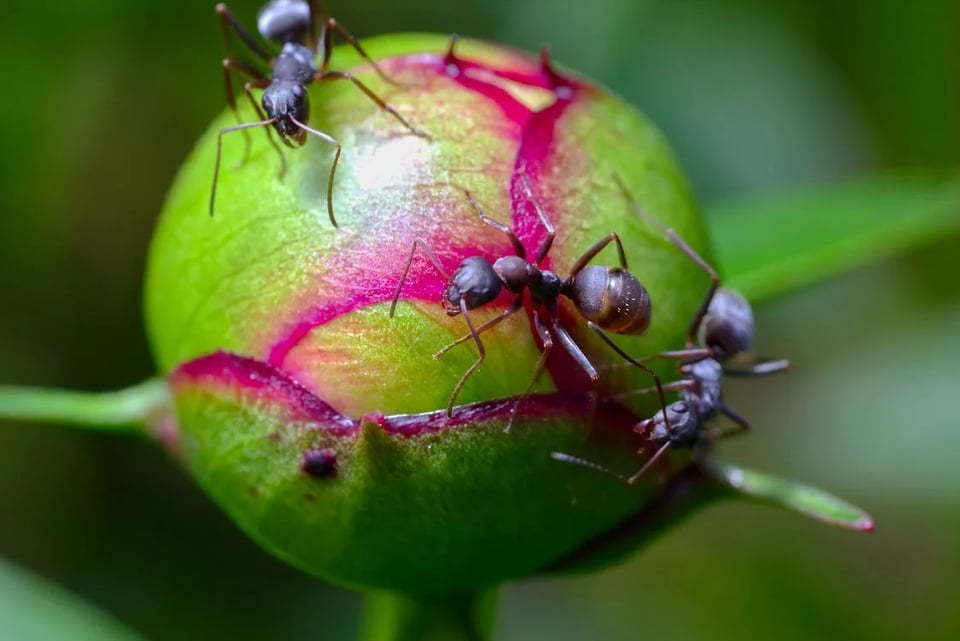 A close-up of the bulb of a plant, green with a splash of dark bright purple, with three ants crawling over it.