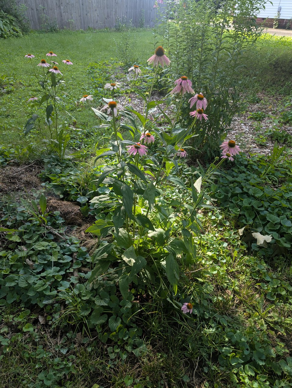 a flower garden showing a tall plant of purple coneflower highlighted by sun