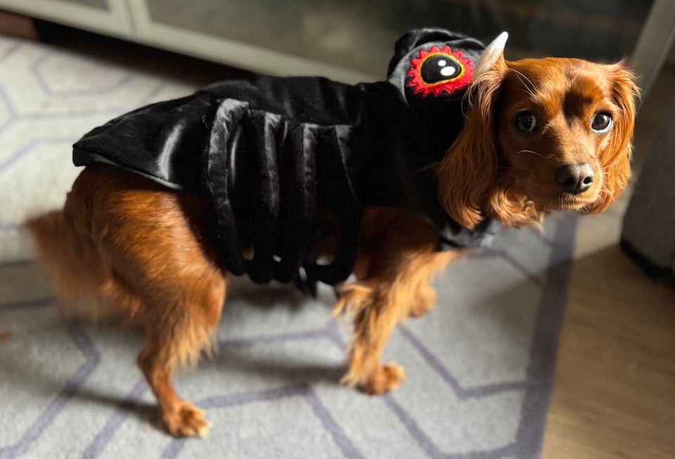 A cute dog dressed as a spider.