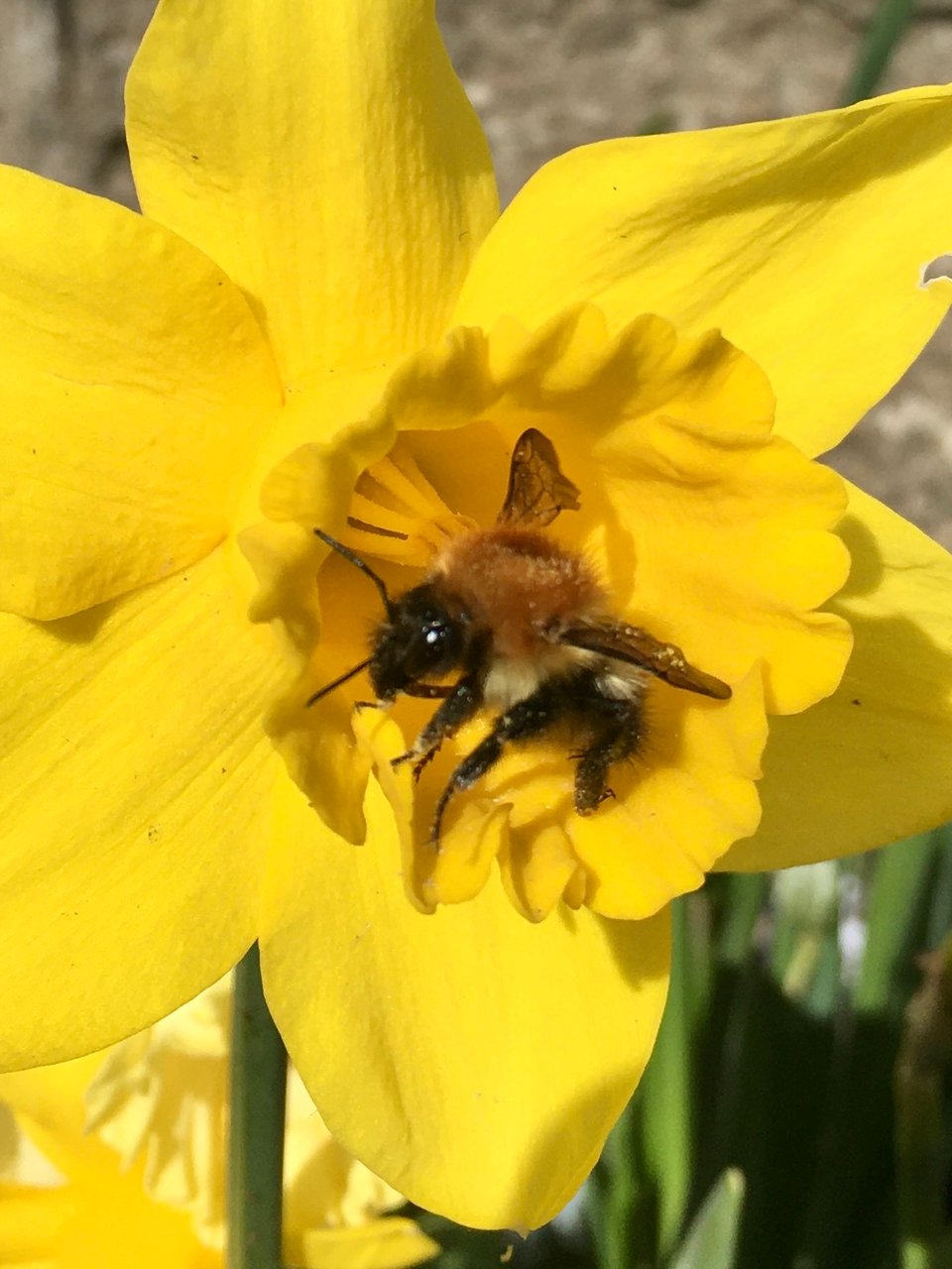 A fat and furry bumblebee is sitting in the centre of a bright golden yellow daffodil trumpet shaped flower. There is golden pollen scattered over its stripy body. Image by Rowan Ambrose.