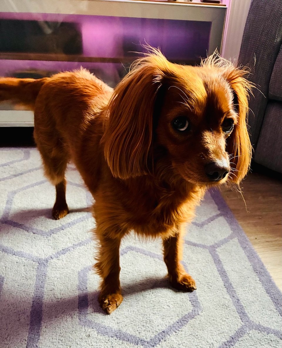 A very cute dog.