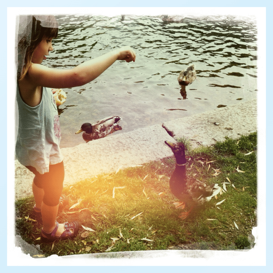 ducks