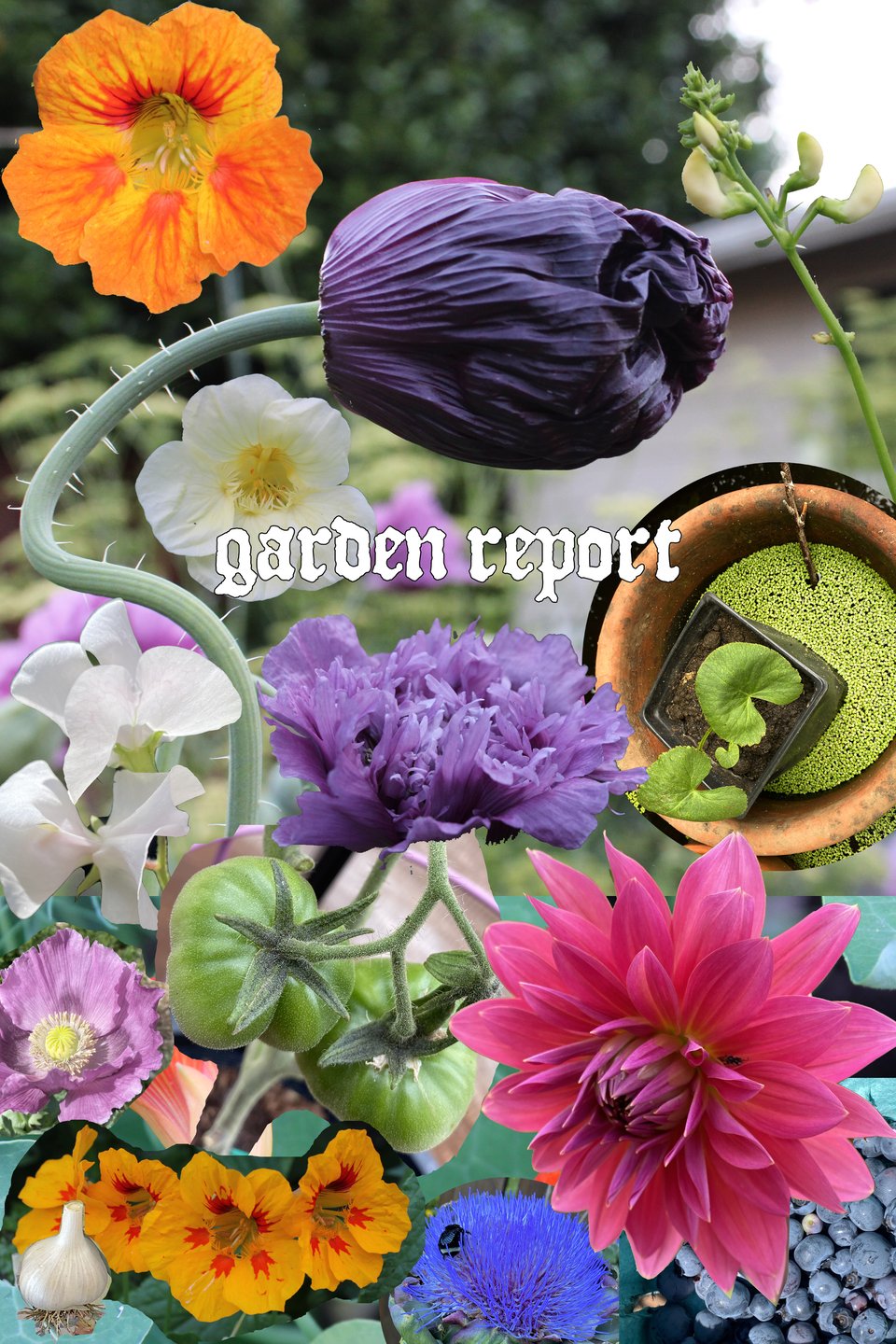 garden report photo collage.