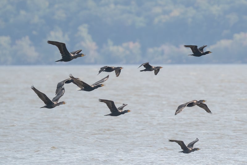 Double-crested cormorants fly above the shoreline off the Sand Beach Trail in a past September. / Photo by Earl Bye