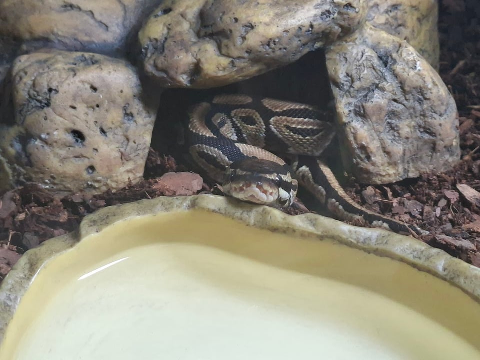 A brown and black striped ball python is partially emerging from a rocky hiding spot next to a small bowl of water.
