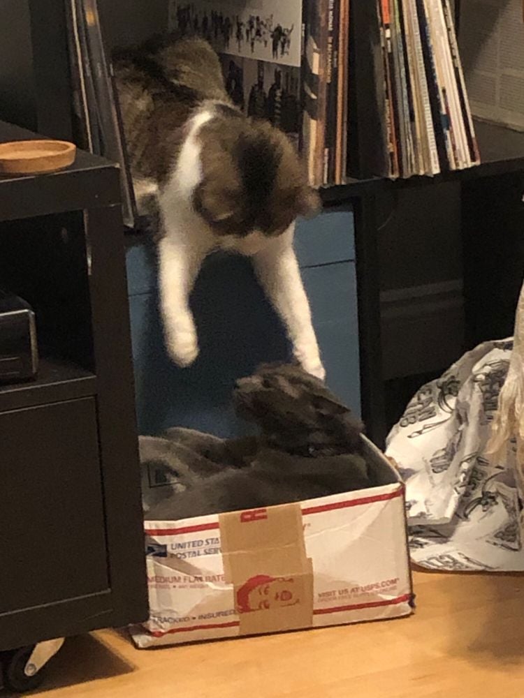 a stripey brown white and orange cat reaches down from a shelf with records on it (with the De La Soul record "Stakes is High" visible) to attack a smaller gray cat, who is sitting in a US Post Office box