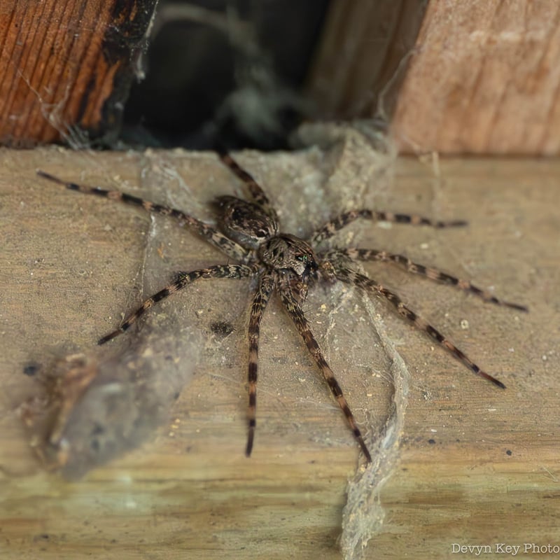 Fishing spiders are usually found near water, but this Dark Fishing Spider (Dolomedes tenebrosus) is a tree-dwelling species often found indoors, like this one spotted at Frontenac State Park. Fun fact: According to Wikipedia, the females practice sexual cannibalism on their male partners, and research shows that the males' self-sacrifice increases the chance of survivorship of future offspring. Not a Dad joke. / Photo by Devyn Key via iNaturalist.