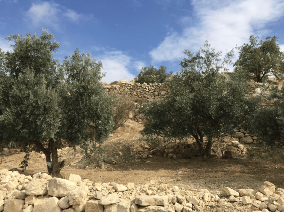 A dry and rocky landscape with a wall of sand-colored stones and two big olive trees in the foreground, under a blue sky with some clouds