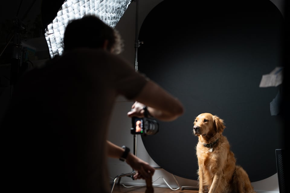 A dog posing for a picture.