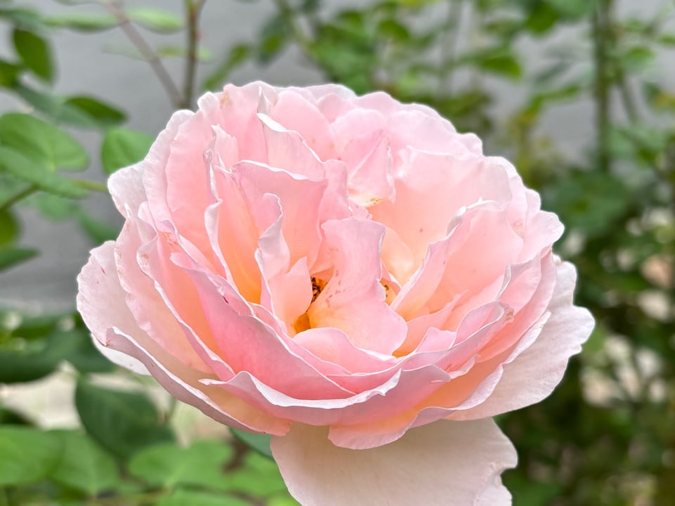 a showy pink rose