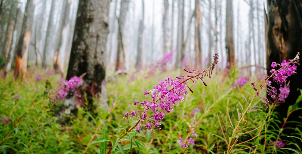 Photograph of fireweeds blooming in a forest, looking damp after a rain.