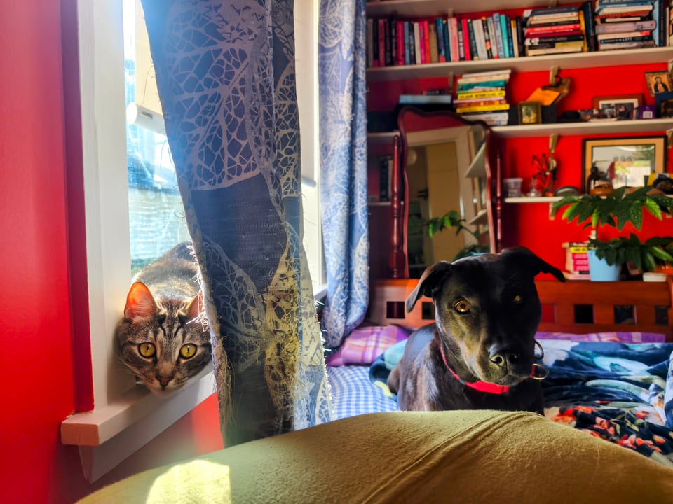 tabby cat and black dog staring at someone attentively