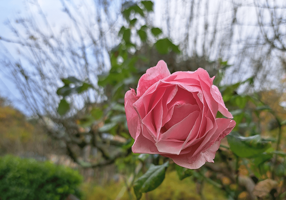 This Sunday's hangouts 