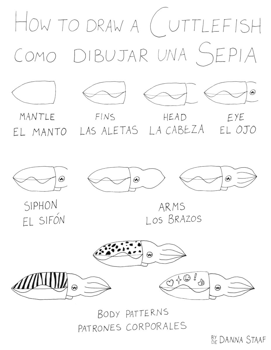 Instructions in English and Spanish for how to draw a cuttlefish. Body parts are labeled as they are drawn so you can learn anatomy too. The final step is an option to make silly body patterns.