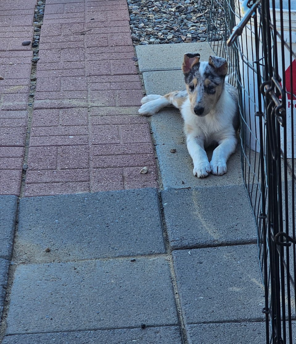 Opal sitting on concrete, leaning against a fence, watching whatever is going on around her