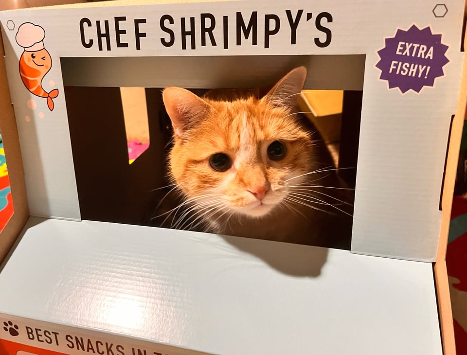 Shrimp, an orange and white tabby cat, looks out the front of a cardboard cat scratcher shaped like "Chef Shrimp's" food truck