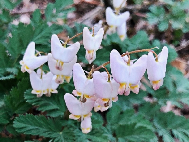 Here come the Dutchman’s breeches (Dicentra cucullaria)! Their arrival, along with that of other spring ephemerals such as hepatica and bloodroot, herald spring in earnest — the glory of April. / Photo by Brian Henkel