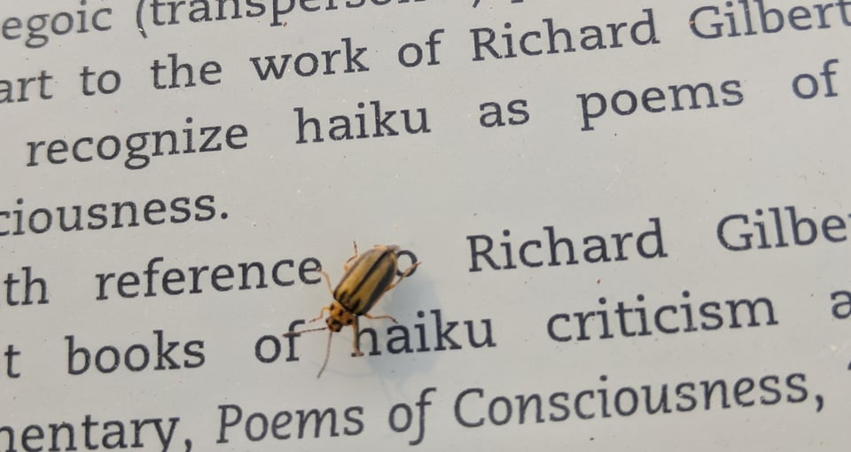 Haiku changed my life