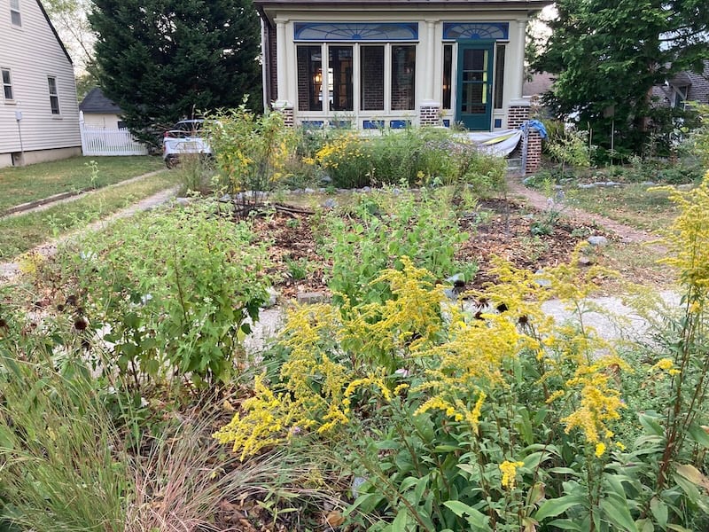 Native plants on tree lawn and main lawn in front of house with porch. Yellow goldenrod in bloom.