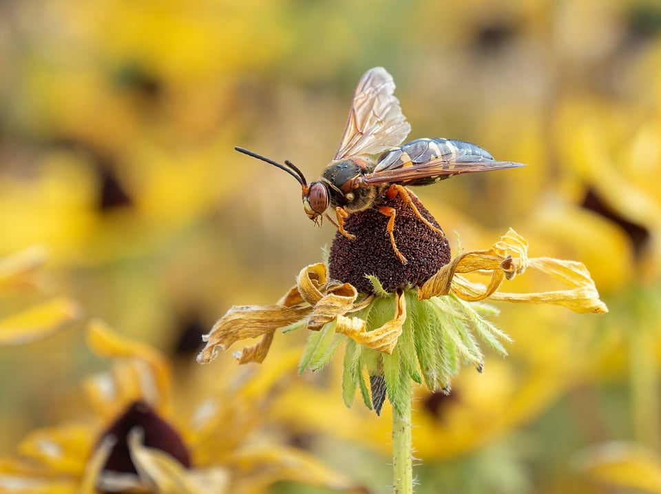 Male eastern cicada killer perched on a black-eyed susan to defend its territory