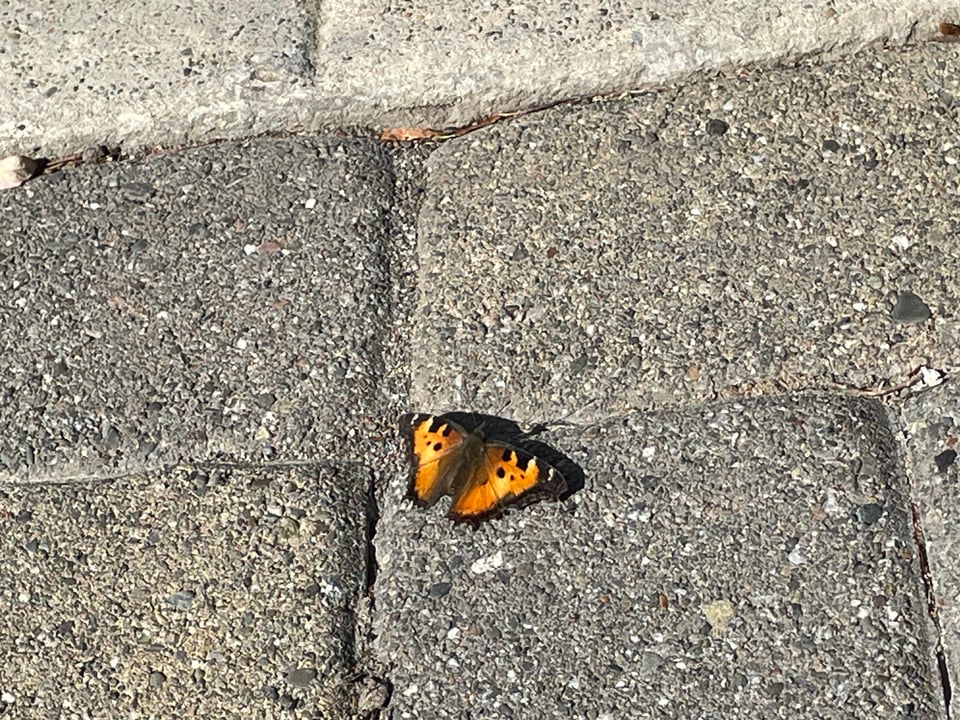 A tortoiseshell butterfly, similar to the other image of one, but resting on the rectangular stones of a paved walkway.