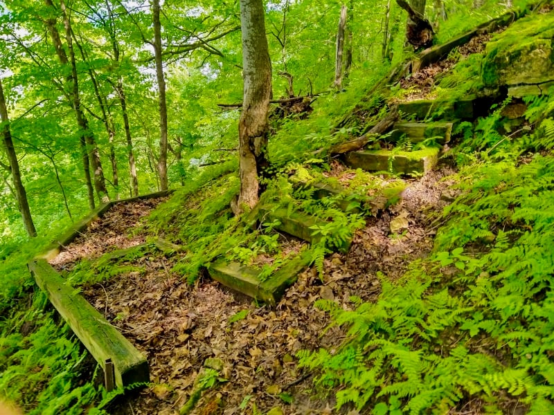 How quickly nature takes over when we humans stop maintaining/controlling things. Moss and ferns now decorate abandoned trail steps down the slope from Intersection E on the park’s summer trails map. But if you see them, you might want to look more closely at your map and return to the current trail! / Photo by Jake Gaster