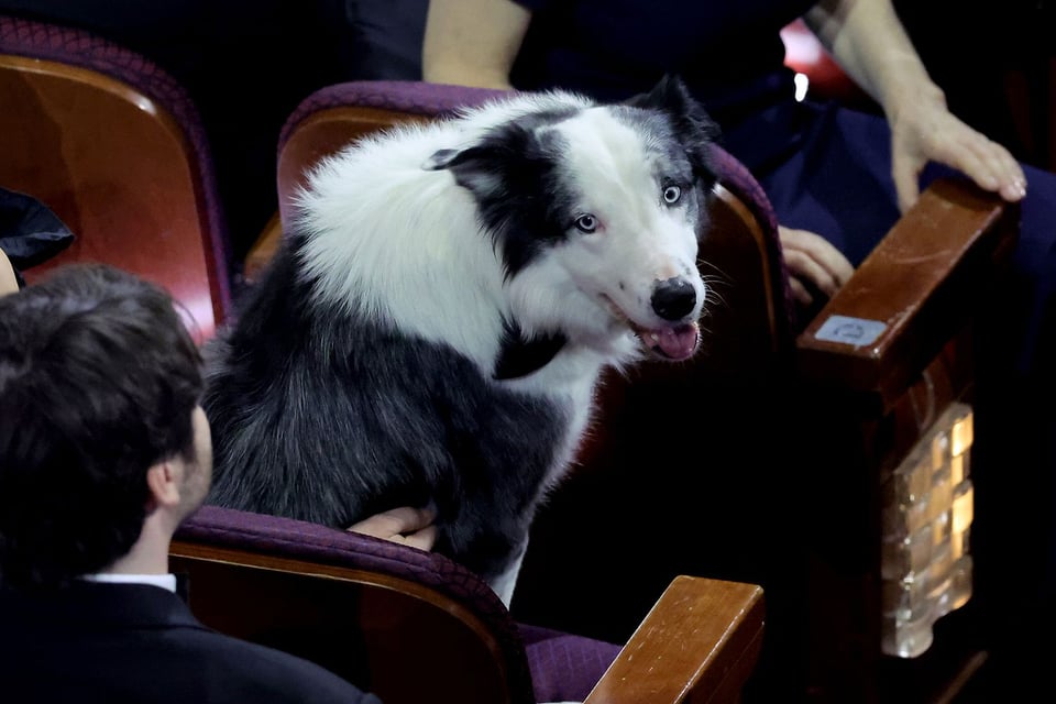 Messi the border collie at the 2024 Academy Awards