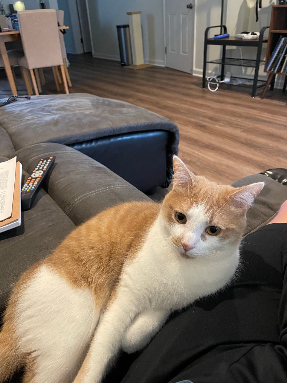 Timmy chilling on the couch