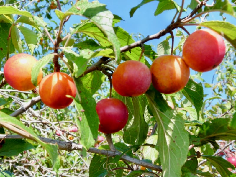 Wild plums, sweet and edible, ripen in late August and early September. You can find plum trees in several places in the park. / Photo by Bruce Ause