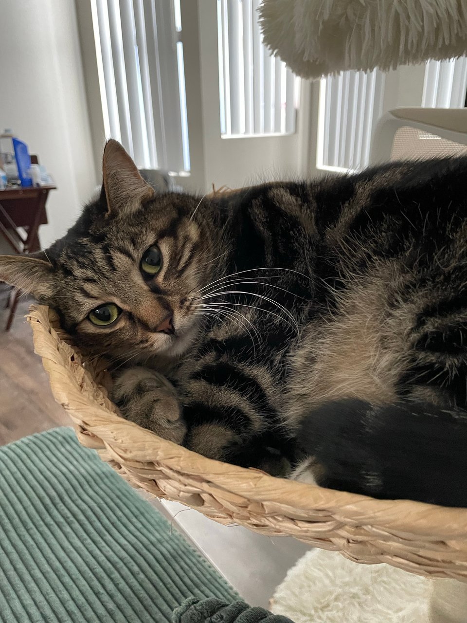 Georgino trying to sleep