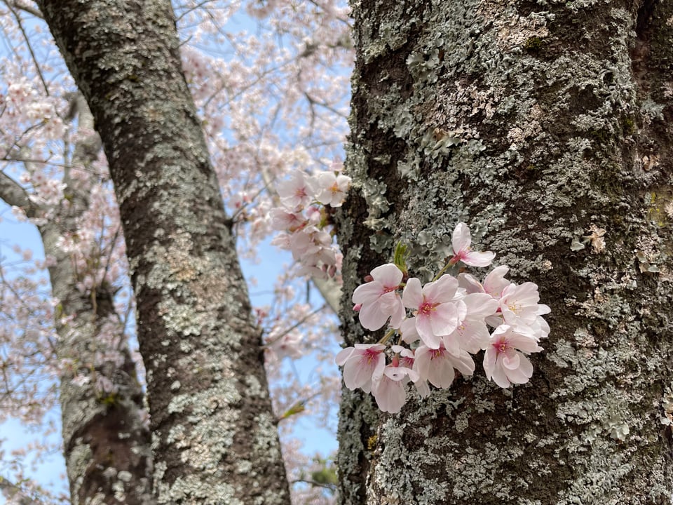 A close up image of a cherry blossom blooming on the trunk of a tree.
