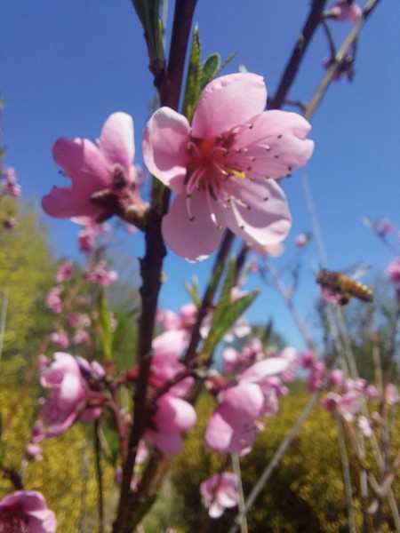 Pink blossoms of a peach tree near Halifax, NS.