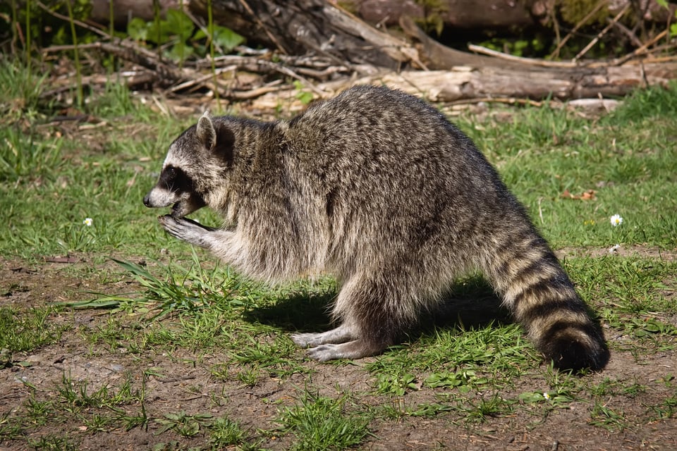Side shot of an adult racoon on a sunny day with it's little paws pressed together in front of it's face, and a shitload of down branches blurry in the background. I don't know if this adult raccoon is praying or finishing a snack, but if they're eating his feelings, it's pretty much both.