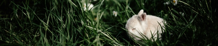A sleeping white baby bunny in green grass