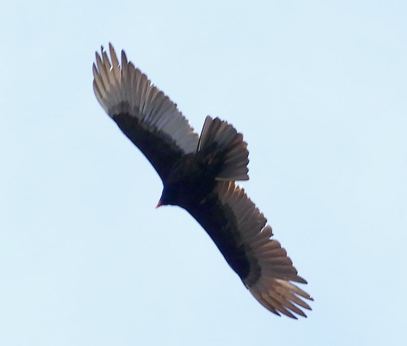 A turkey vulture rides the thermals. Look how happy it is! You won’t hear them calling to each other because they don’t have voice boxes. / Photo by Steve Dietz