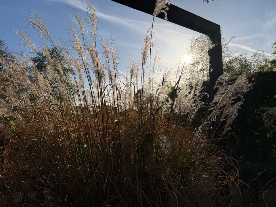 Pampas grass is backlit in the garden as the sun starts to hit the early evening horizon.
