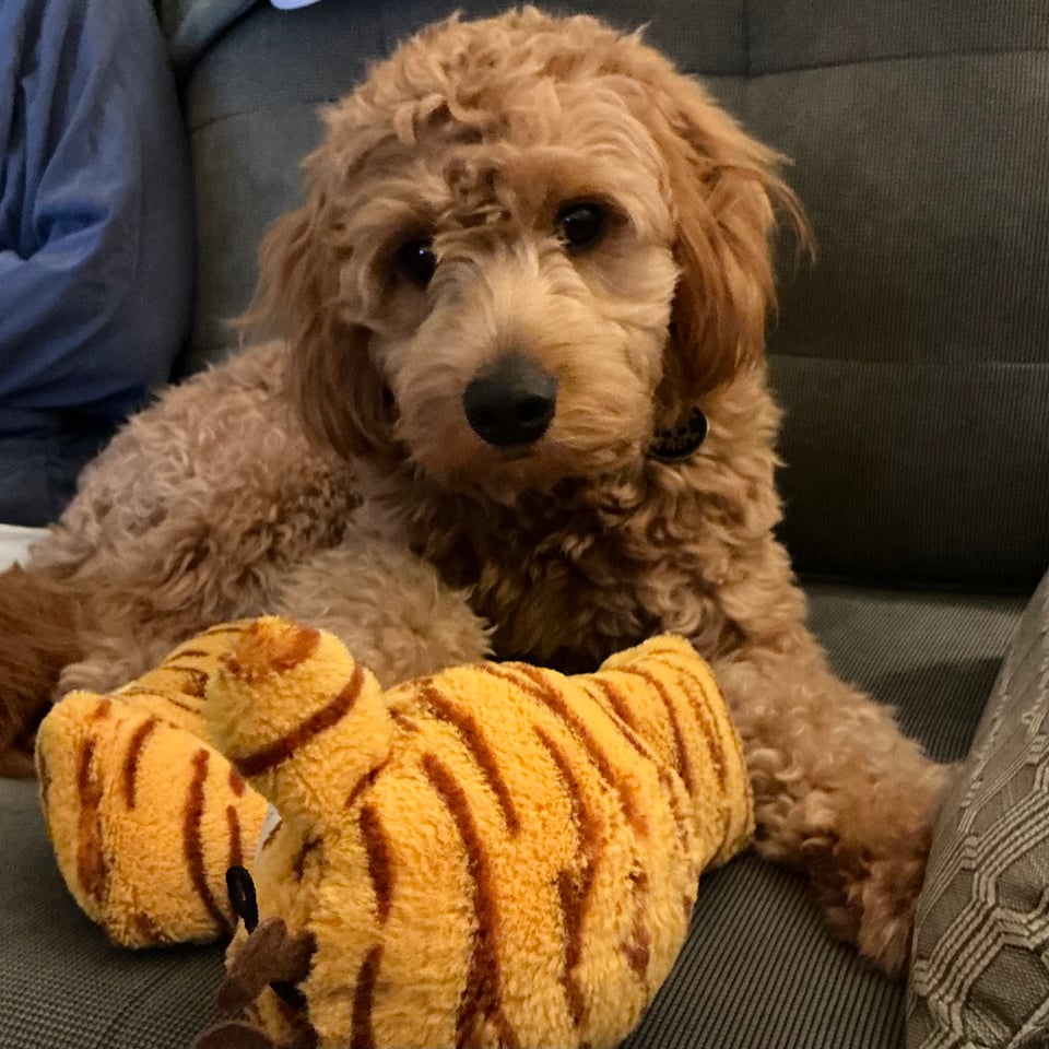 photo of miniature doodle on a blue-gray sofa, with an orange giraffe squeaky-toy