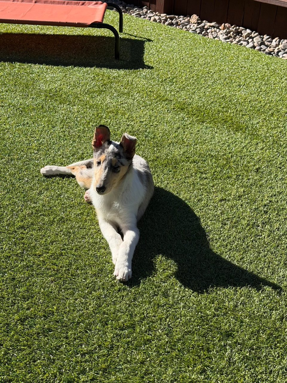 Opal lying on green turf on a sunny day