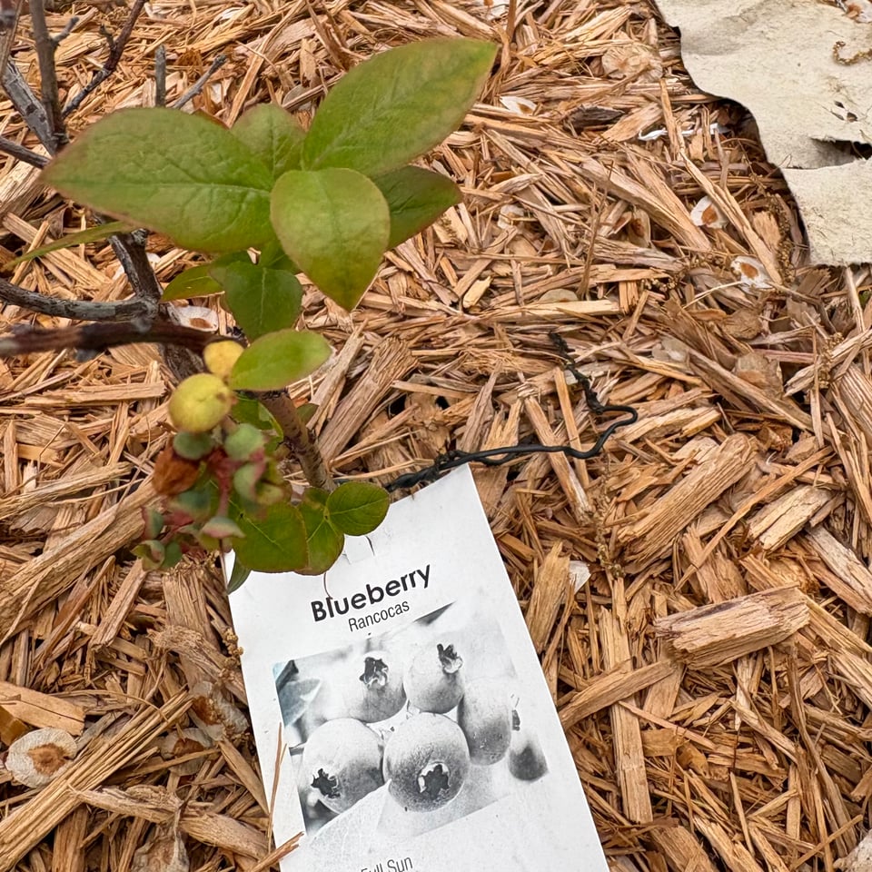 Blueberry bush finally doing well