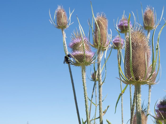 A group of mostly de-petaled thistles, against a clear blue sky. A bee is having a big ol' drink on one of the rows of remaining petals.