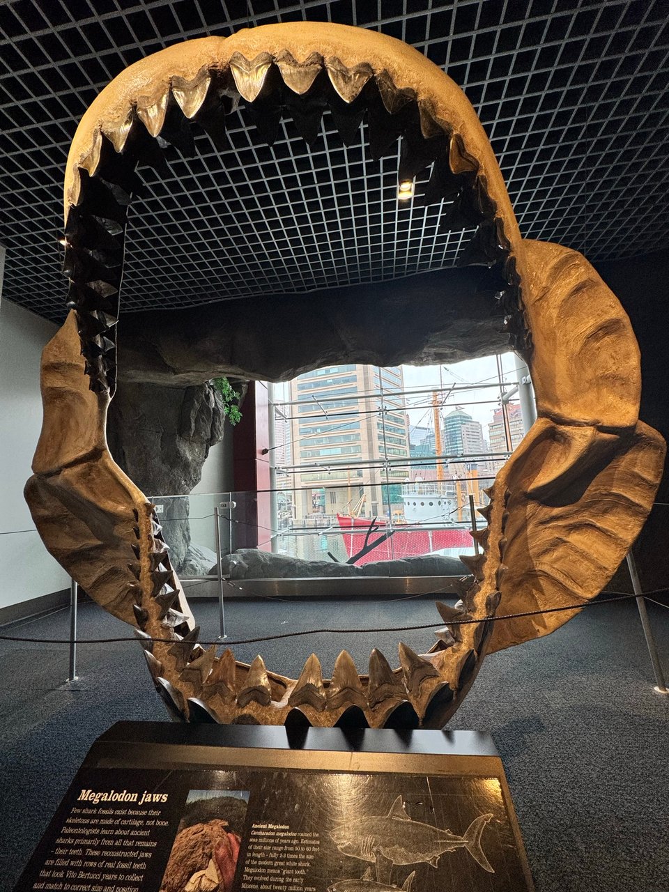 A reconstruction of the jaws of the giant shark Otodus megalodon.